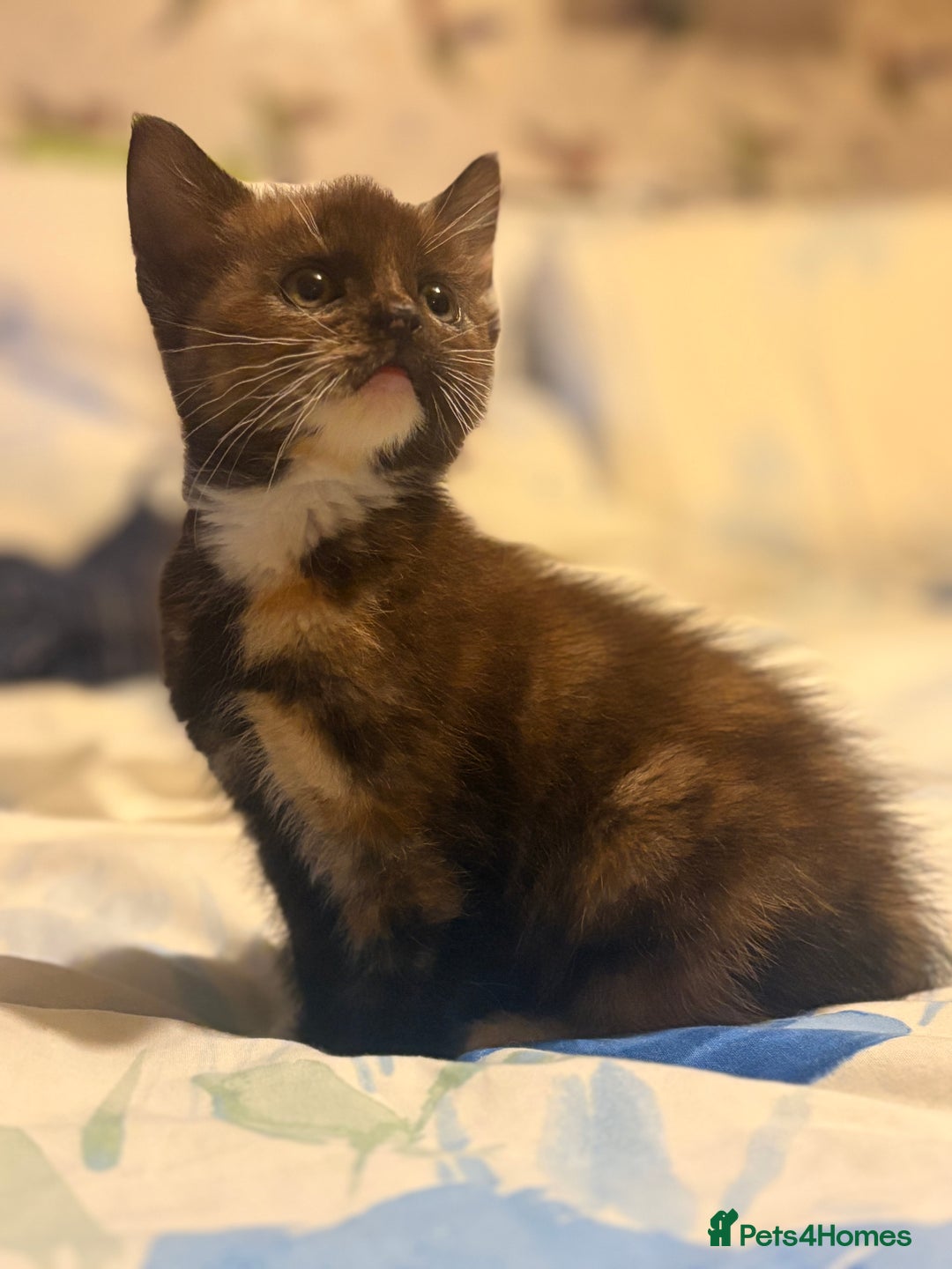 Mixed Breed cats for sale: 3 Stunning Kittens Ready to Go! - Advert 3