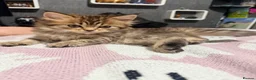 Mixed Breed cats for sale: Beautiful litter of long hair fluffy kitten  - Advert 8