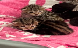 Mixed Breed cats for sale: 5 beautiful kittens for sale  - Image 3