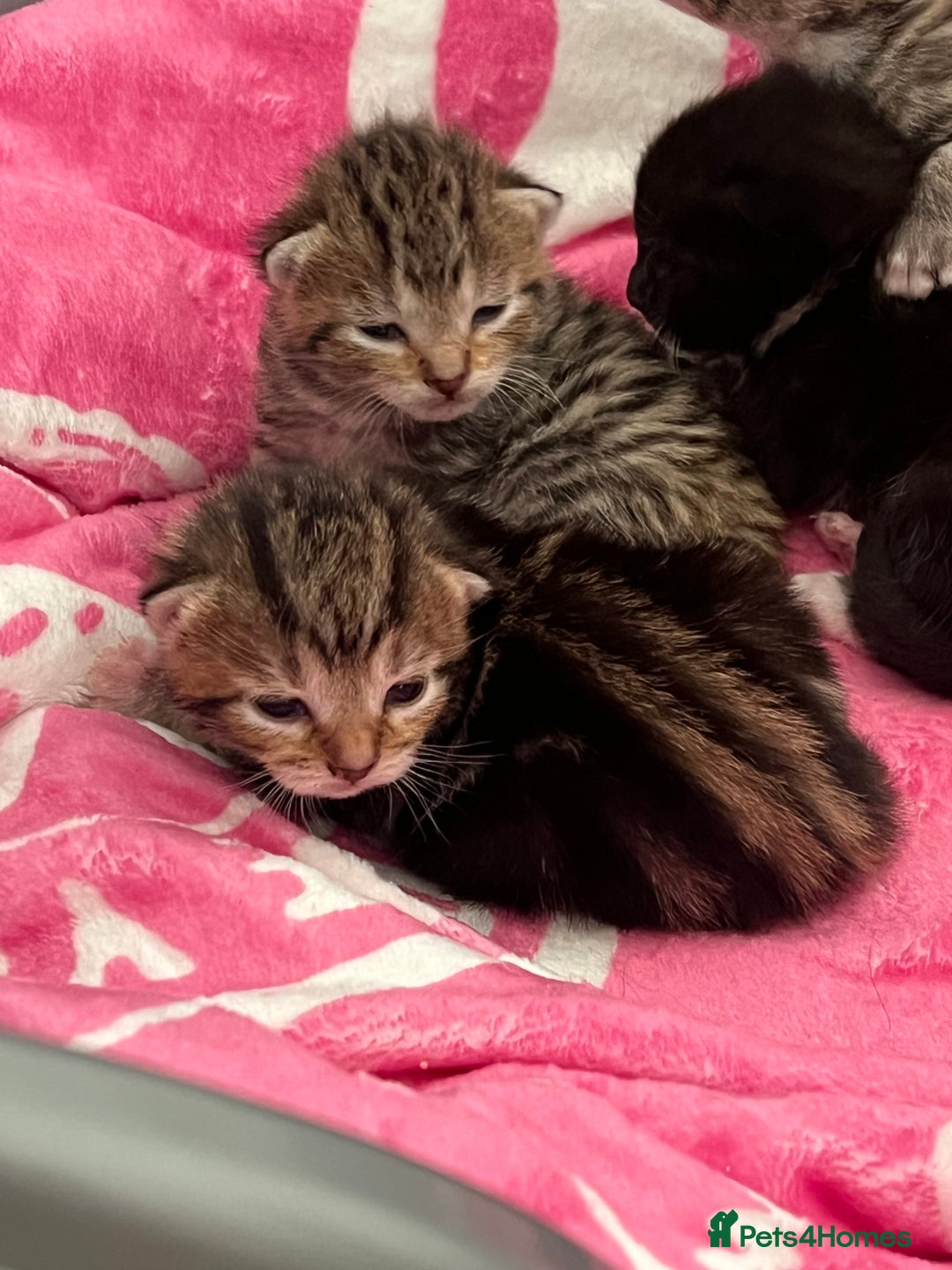 Mixed Breed cats for sale: 5 beautiful kittens for sale  - Image 3