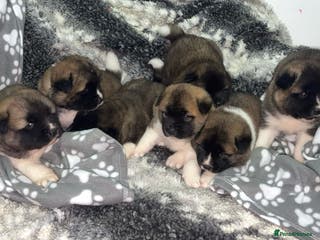 Mixed Breed dogs 3/4 American Akita x Husky - Advert 1