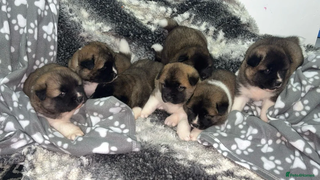 Mixed Breed dogs for sale: 3/4 American Akita x Husky  - Advert 1