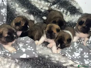 Mixed Breed dogs 3/4 American Akita x Husky - Advert 18