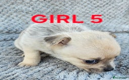 Pomchi dogs for sale: Beautiful merle pomchi puppies  - Image 22