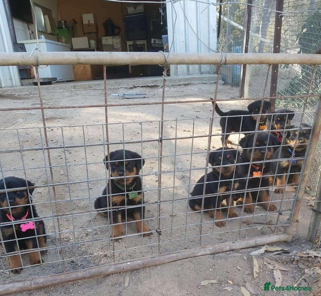 Rottweiler dogs for sale: Adorable healthy Rottweiler pups for nice homes - Advert 4