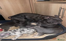 French Bulldog dogs for sale: Beautiful French bull dog puppies  - Advert 19