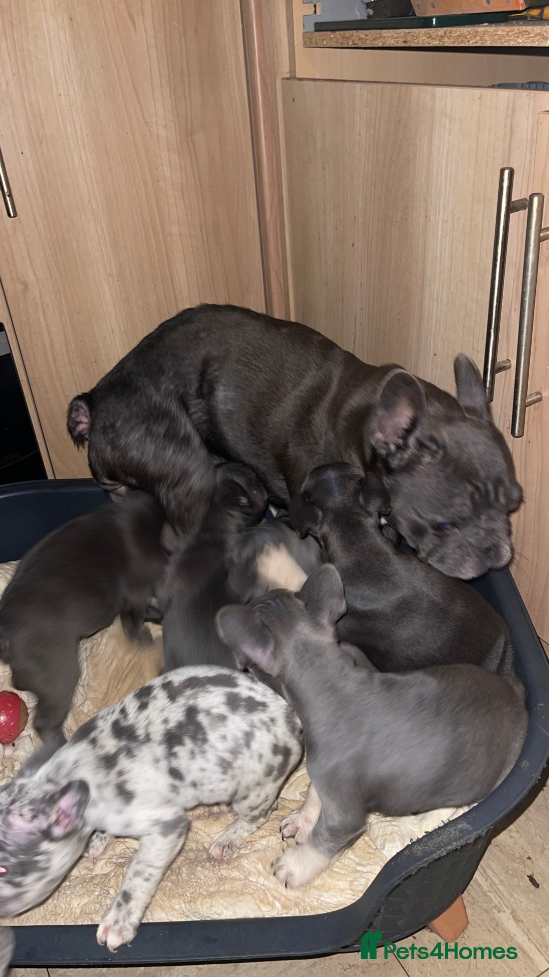 French Bulldog dogs for sale: Beautiful French bull dog puppies  - Advert 19