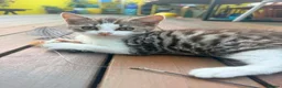British Shorthair cats for sale: Beautiful British Shorthair Kittens – £300 for 2! - Advert 33
