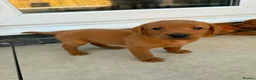 Labrador Retriever dogs for sale: Beautiful KC registered dark red Labrador puppies in York - Advert 14