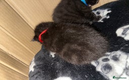 Maine Coon cats for sale: Maine Coon Kittens  - Advert 7