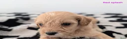 Cavapoochon dogs for sale: PRA Clear genetically DNA Tested Cavapoochons in Towcester - Advert 24