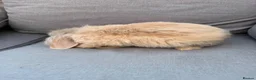 Mini Lion Lop rabbits for sale: Mini lion lop - Advert 6