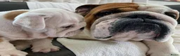 English Bulldog dogs for sale: Beautiful PURE English Bulldog Pups Ready for sale - Advert 3