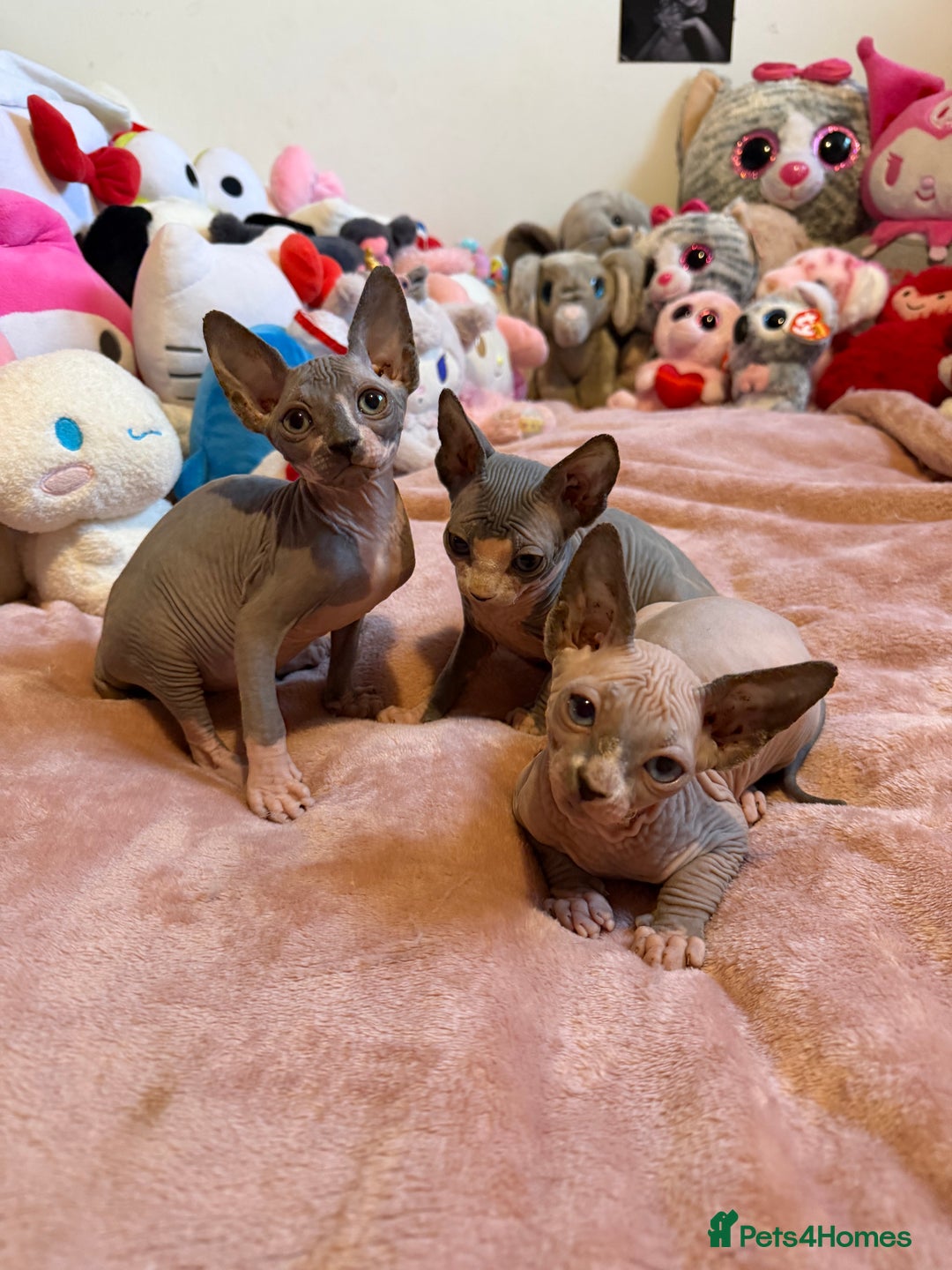 Sphynx cats for sale: Adorable Tica Registered Sphynx Kittens - Blue  - Advert 15