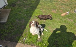 Sprocker dogs for sale: Sprocker Spaniels - Advert 2