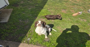 Sprocker dogs Sprocker Spaniels - Advert 5
