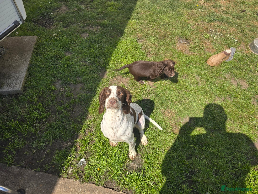 Sprocker dogs for sale: Sprocker Spaniels - Advert 2