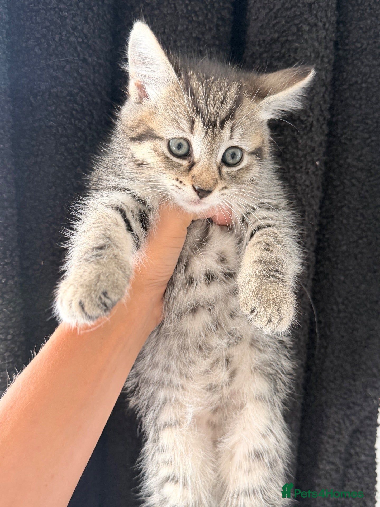 Mixed Breed cats Mixed breed tabby X ragdoll kittens - Advert 7