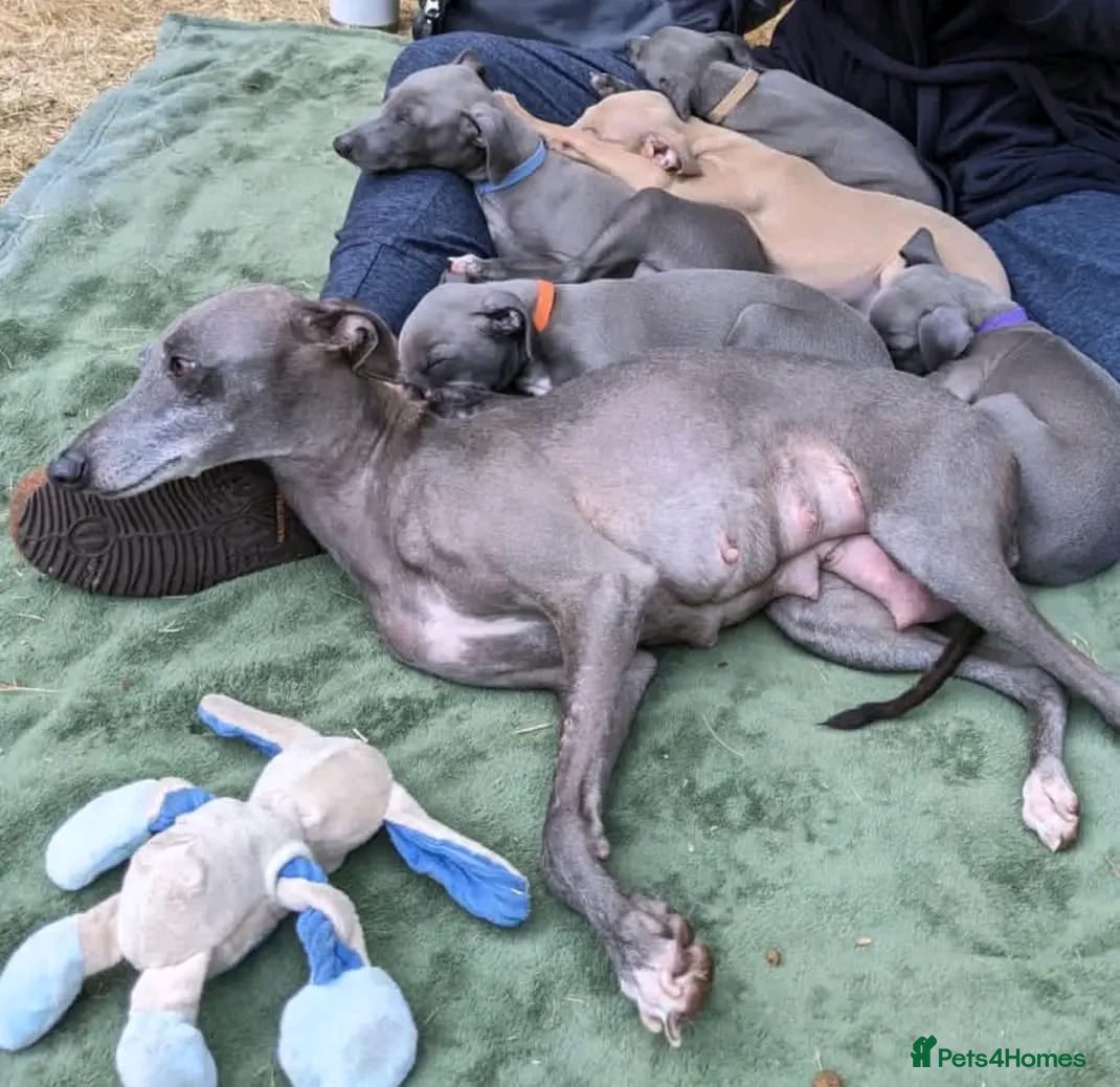 Italian Greyhound dogs now ready Greyhounds  - Advert 5