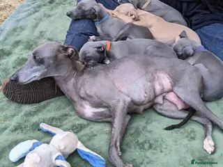 Italian Greyhound dogs now ready Greyhounds - Advert 5