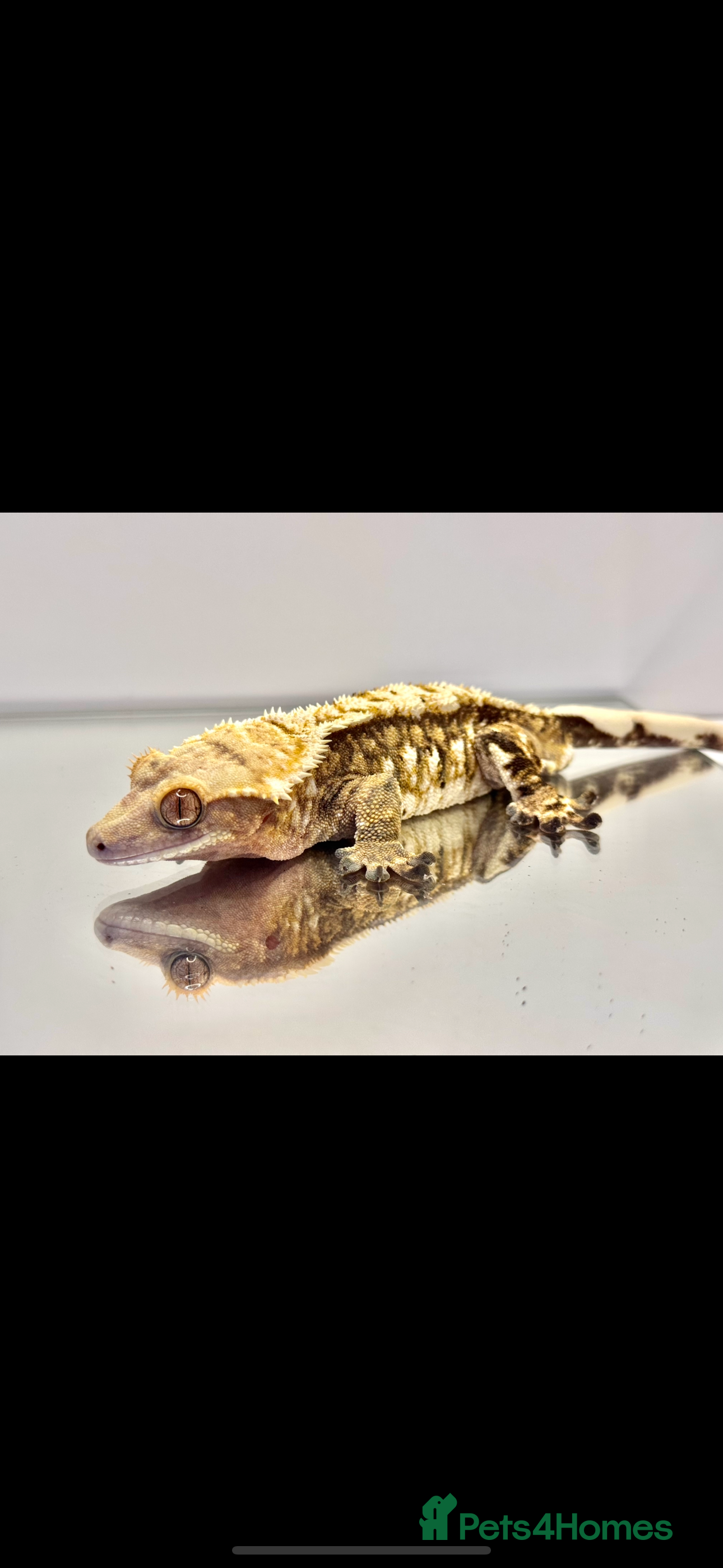 Gecko reptiles Male snowflake crested Gecko - Advert 1
