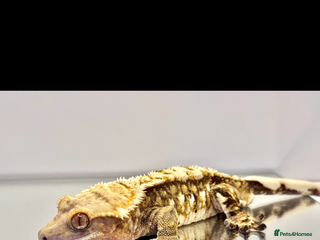 Gecko reptiles Male snowflake crested Gecko - Advert 1