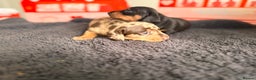 Miniature Dachshund dogs for sale: 🐾 miniature Dachshund 1 LEFT READY IN 2 WEEKS🐾 - Advert 14