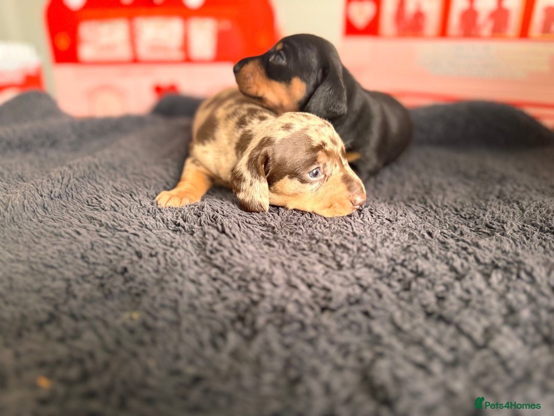 Miniature Dachshund dogs for sale: 🐾 miniature Dachshund 1 LEFT READY IN 2 WEEKS🐾 - Advert 14