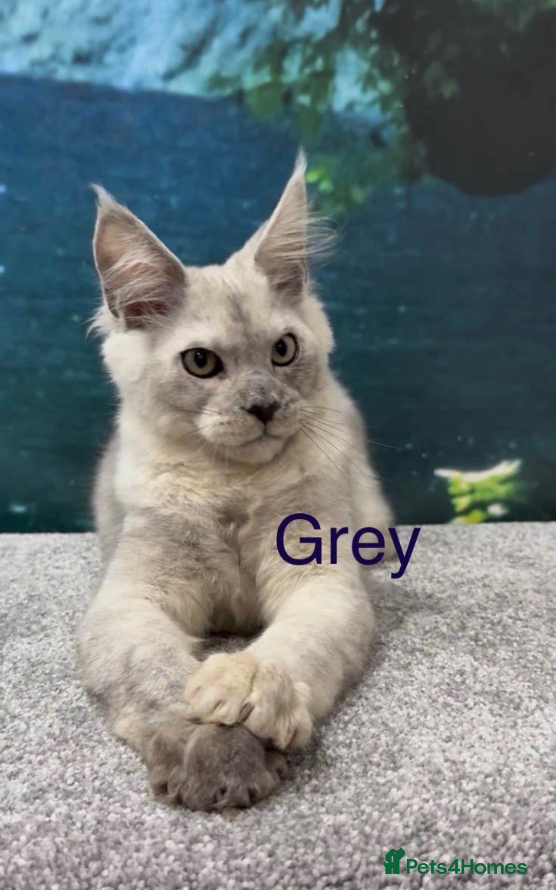 Maine Coon cats High silver TICA Registered Maine Coon Kittens  - Advert 2