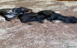 Miniature Pinscher dogs for sale: Gorgeous Rare miniature pinscher puppies for sale - Advert 6
