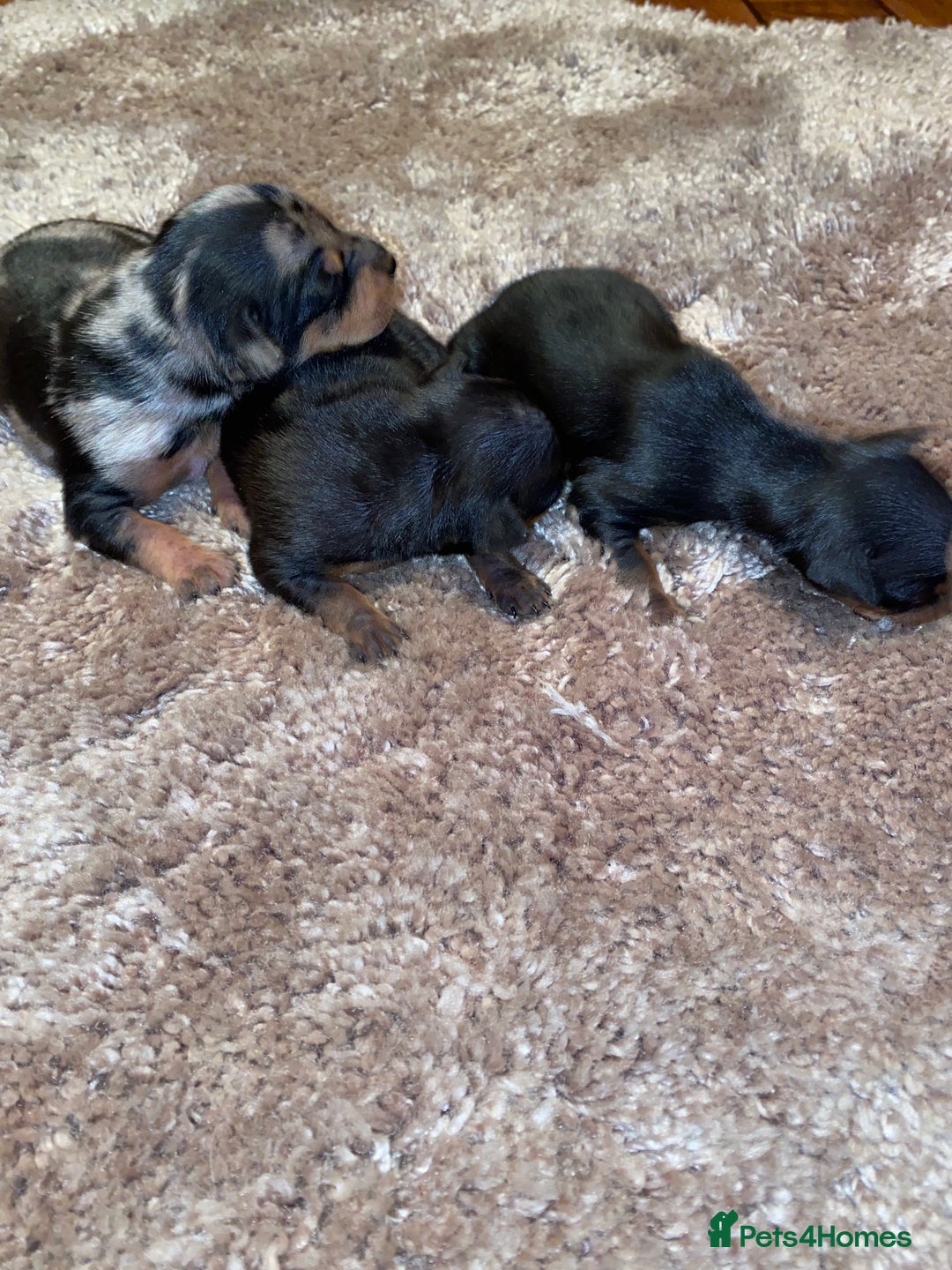 Miniature Pinscher dogs for sale: Gorgeous Rare miniature pinscher puppies for sale - Advert 6