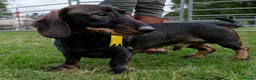 Dachshund dogs for sale: Kennel Club Reg Wiredhaired Dachshund Puppies - Advert 4