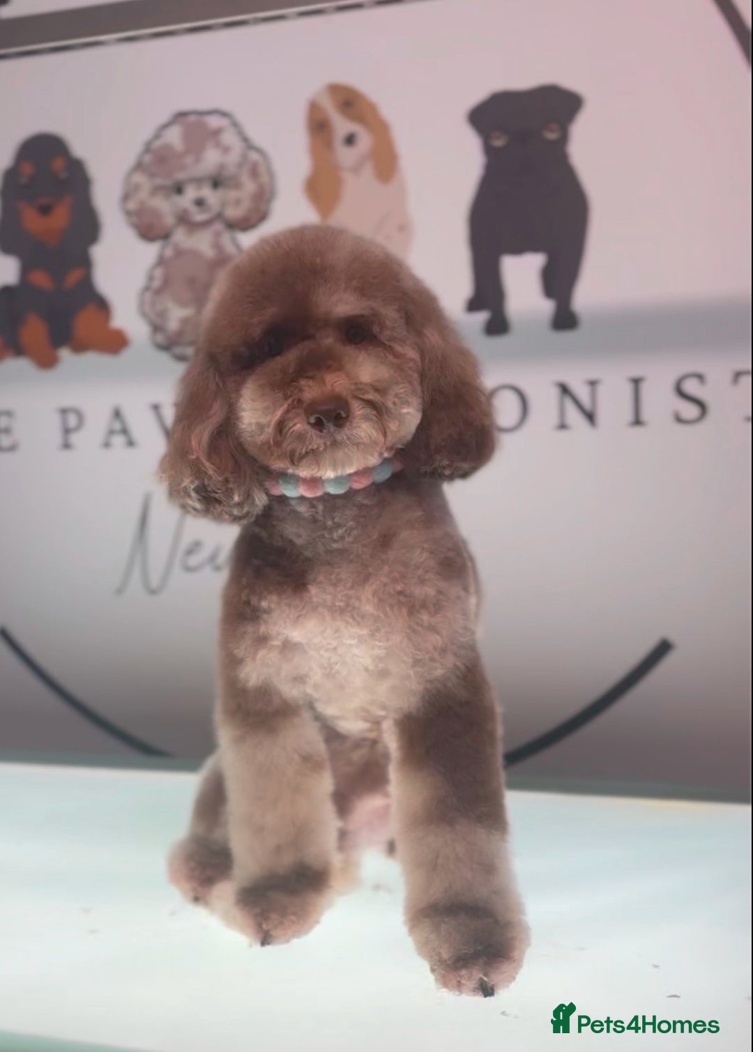 Cockapoo dogs for sale: Health tested Toy Cockerpoos - Advert 22