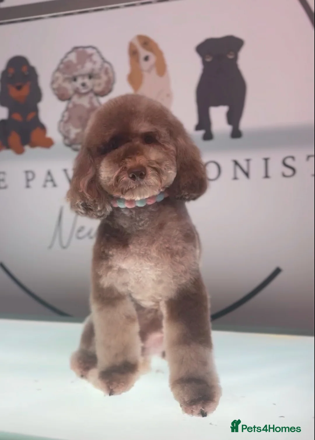 Cockapoo dogs for sale: LAST BOY REDUCED- Health Tested toy cockerpoos  - Advert 17