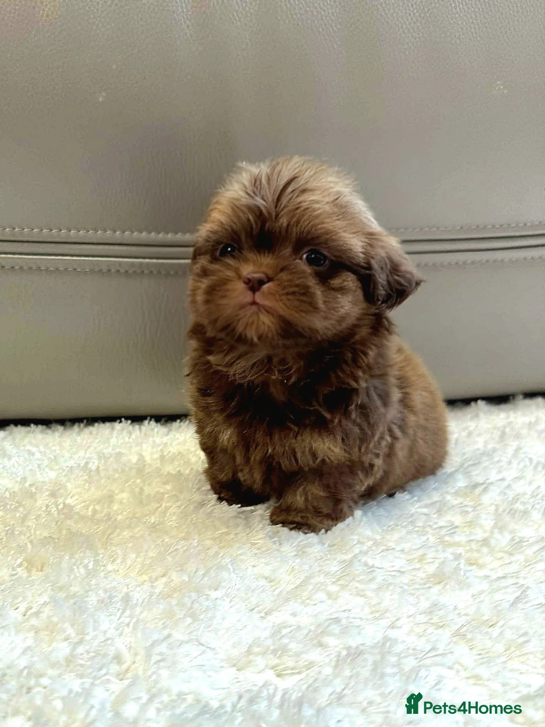 Shih Tzu dogs for sale: KC Registered Chocolate Imperial Shih Tzu Puppies - Advert 4