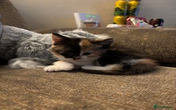British Shorthair cats for sale: 2 females 1 male kitten - Image 4