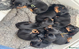Dobermann dogs for sale:  European Doberman puppies. in Torquay - Image 39