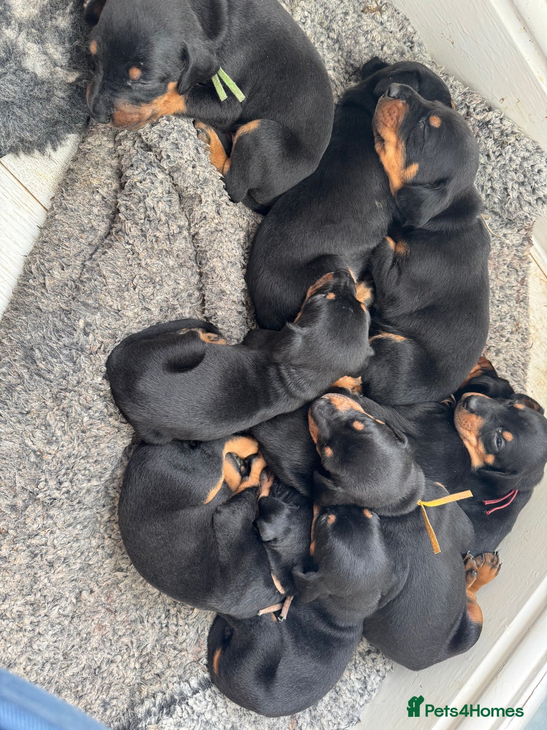 Dobermann dogs for sale:  European Doberman puppies. in Torquay - Image 39