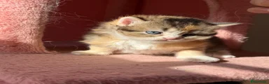 British Longhair Kitten 3