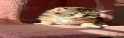 British Longhair cats for sale: gorgeous kittens Looking for a lovely home - Advert 6
