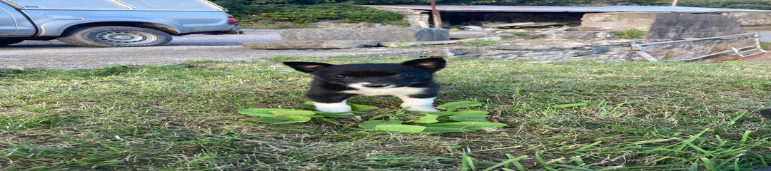 Border Collie Puppy 5