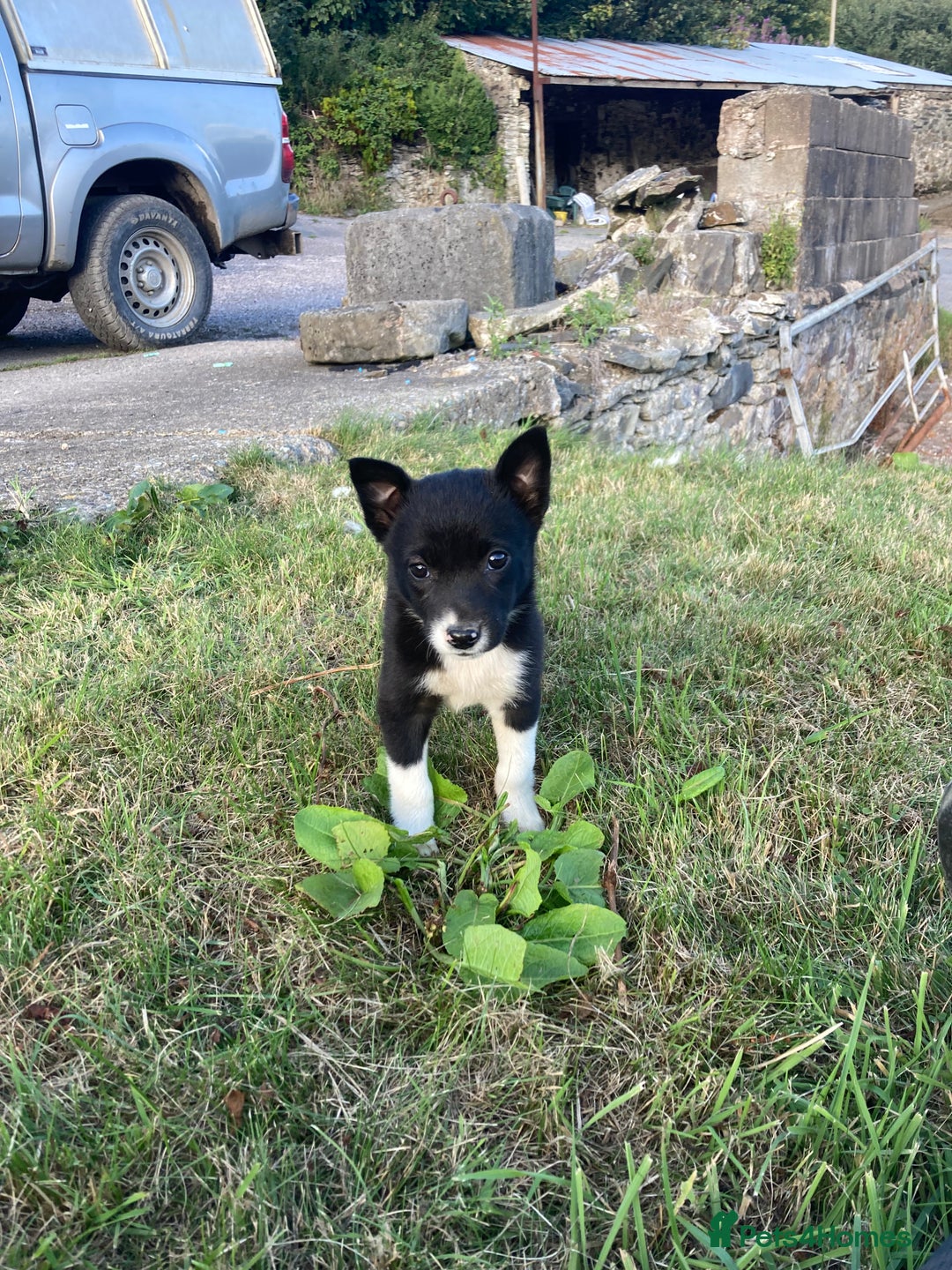Border Collie dogs for sale: Playful puppies  - Image 7