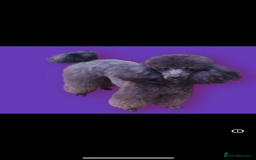 Toy Poodle dogs for sale: Stunning kc toy poodle girls  - Image 3