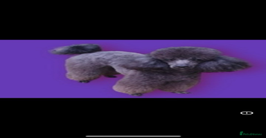 Toy Poodle dogs - Advert 12