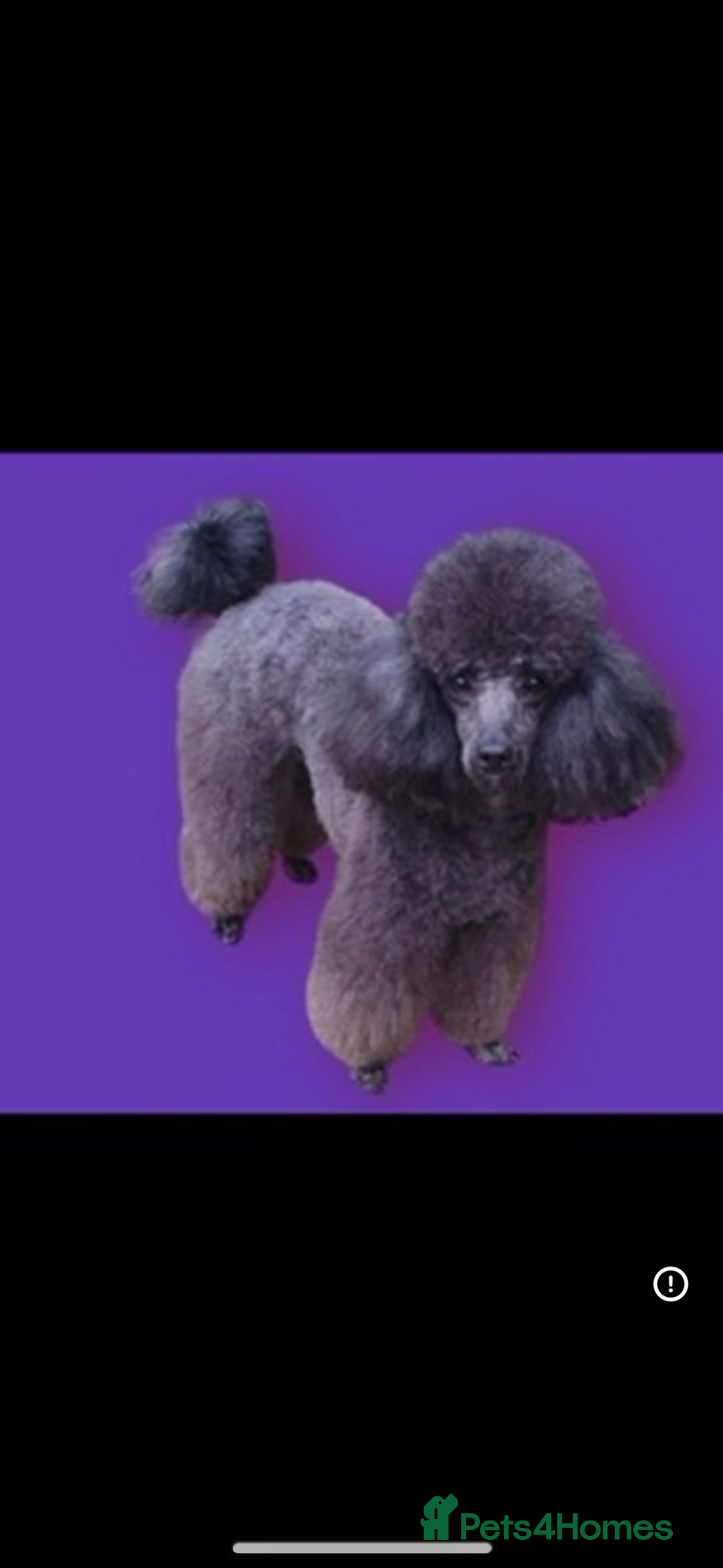 Toy Poodle dogs for sale: Stunning kc toy poodle girls  - Image 3