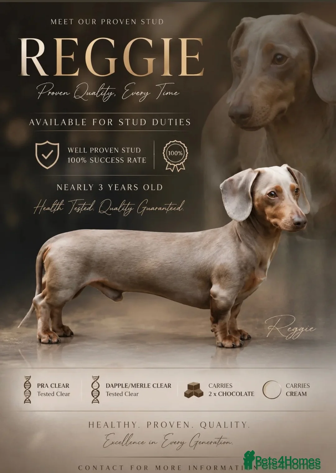Dachshund dogs for sale: Gorgeous dachshund puppies deposit secure  - Advert 2