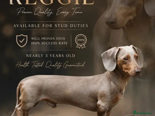 Dachshund dogs dachshund pups only one boy left reduce £750 - Advert 2