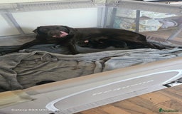 Labrador Retriever dogs for sale: Black labrador puppy for sale - Image 6