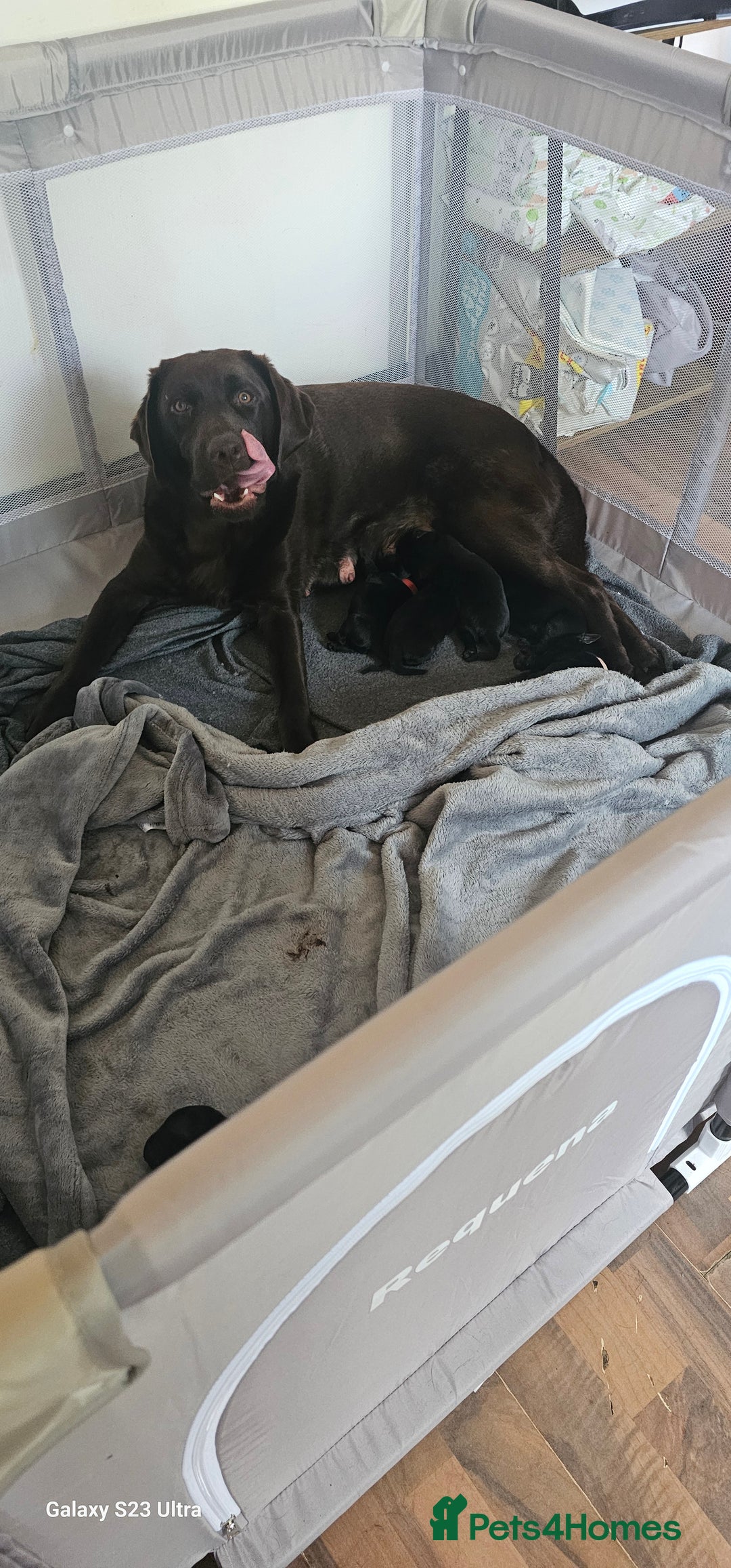 Labrador Retriever dogs for sale: Black labrador puppy for sale - Image 6