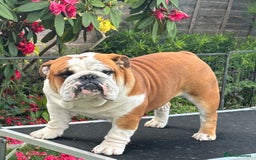 English Bulldog dogs for stud: Available at stud to approved bitches - Image 2